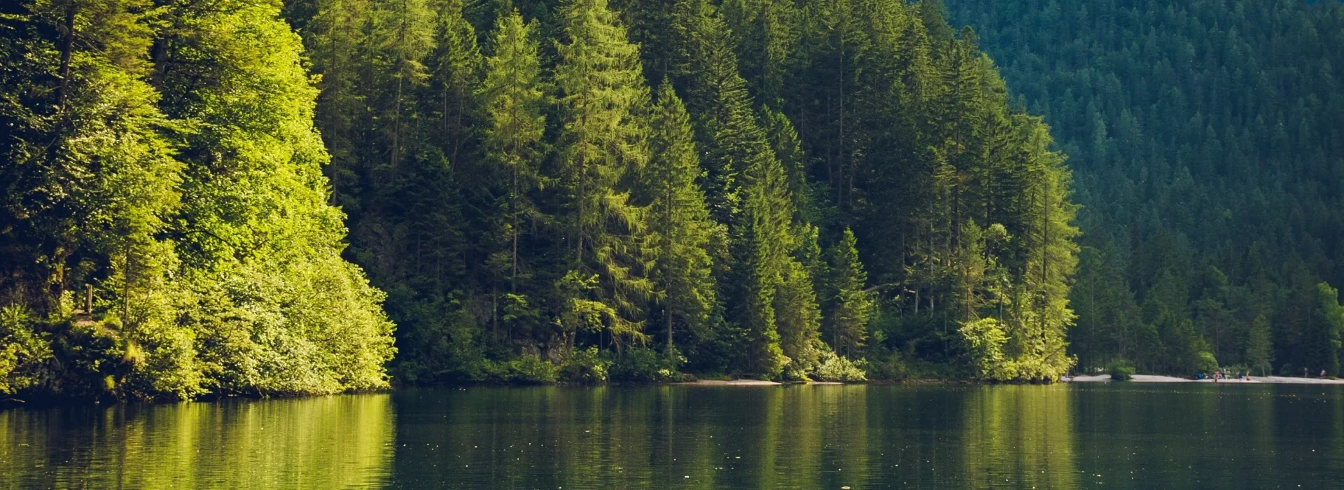 Skog och natur – bakgrundsbild